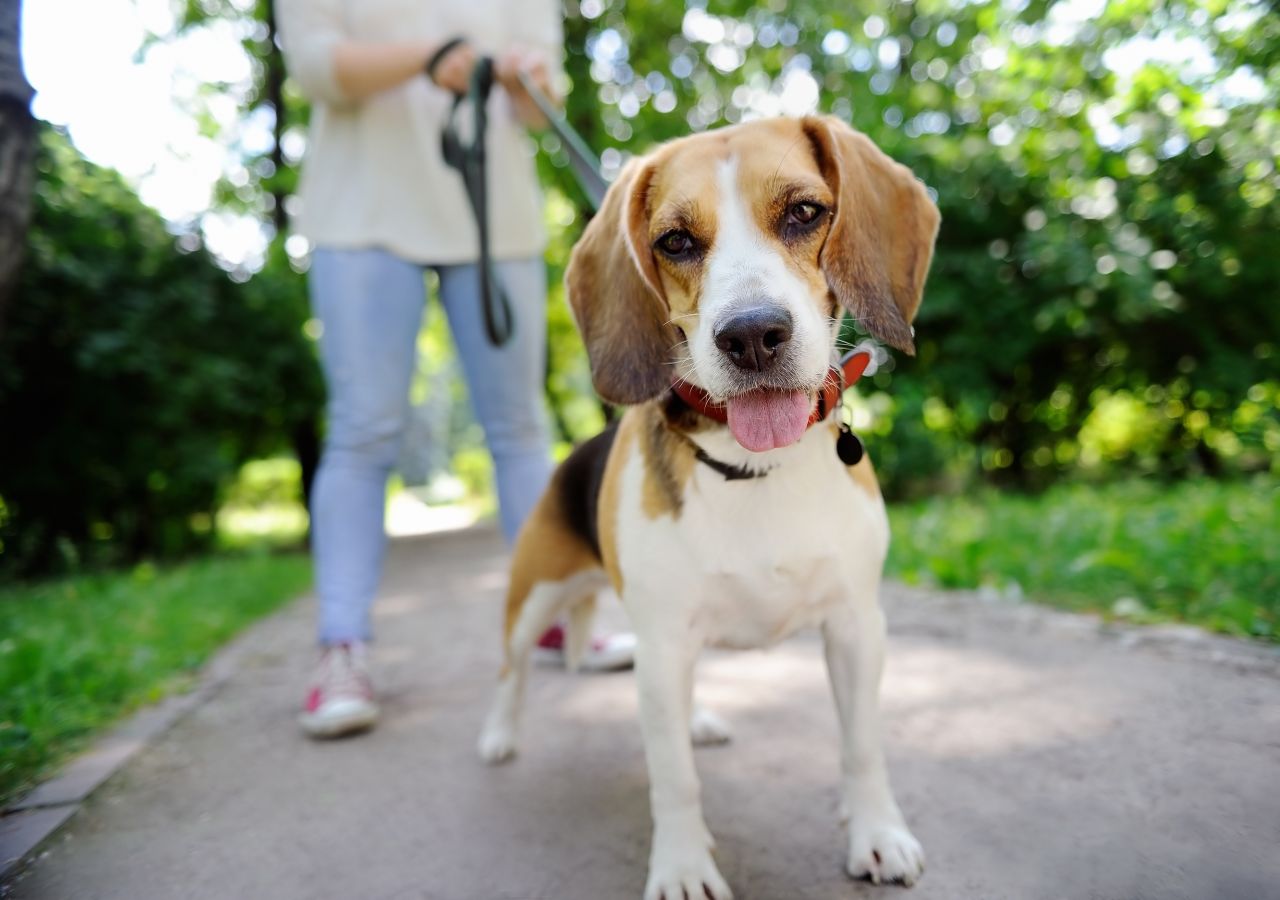 A good dog